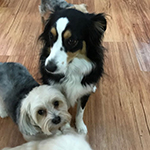 dog image
