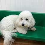 dog image