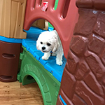 dog image