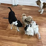 dog image