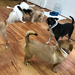 dog image