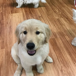 dog image
