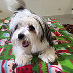 dog image