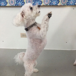 dog image