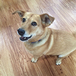 dog image