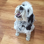 dog image