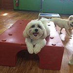 dog image