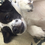 dog image