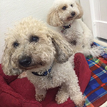 dog image