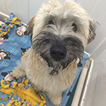 dog image