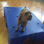 dog image