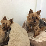 dog image