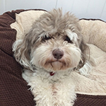 dog image