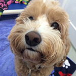 dog image