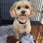 dog image