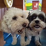 dog image