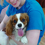 dog image