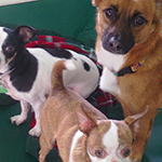 dog image