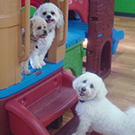 dog image