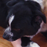 dog image