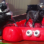 dog image