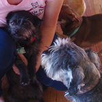 dog image