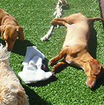 dog image