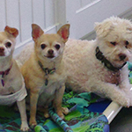 dog image