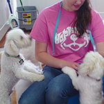 dog image