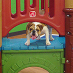 dog image