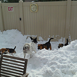 dog image