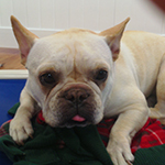 dog image