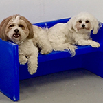dog image