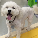 dog image