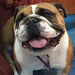 dog image