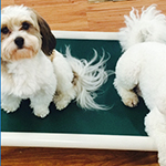 dog image