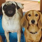 dog image