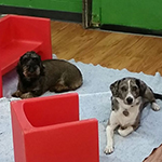 dog image