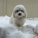 dog image