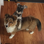 dog image