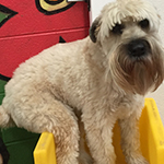 dog image