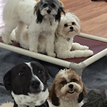 dog image