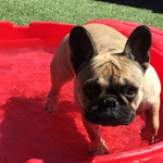 dog image